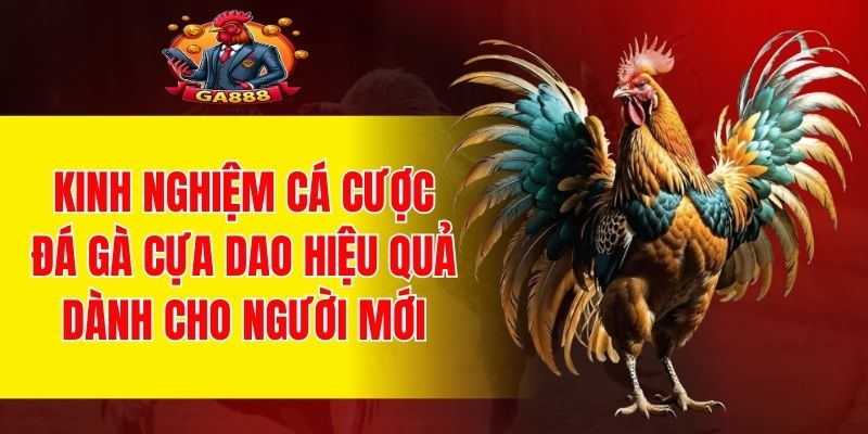 Chia sẻ các mẹo cược hiệu quả cho người mới bắt đầuV