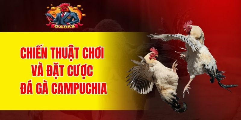 Chiến thuật chơi và đặt cược đá gà Campuchia