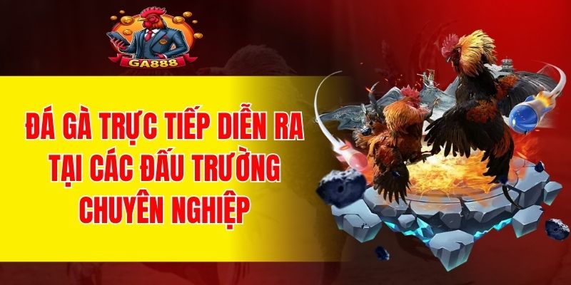 Đá gà trực tiếp diễn ra tại các đấu trường chuyên nghiệp