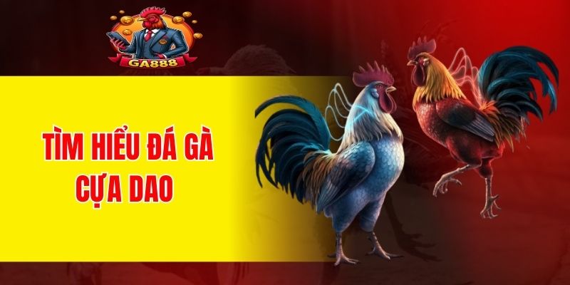 Hình thức đá gà mạnh mẽ được yêu thích nhất