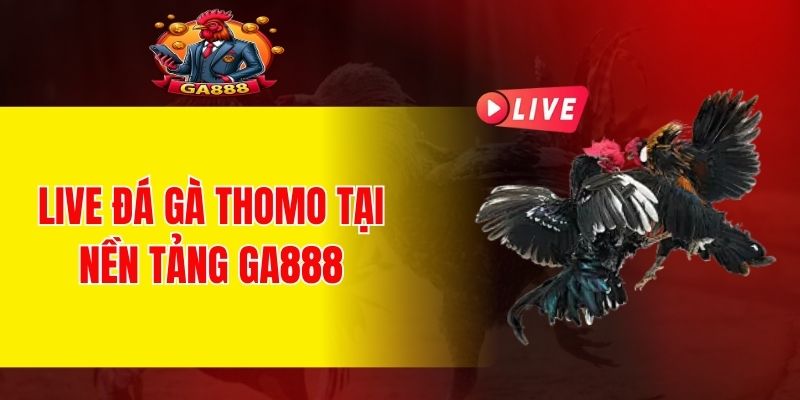 Live đá gà thomo tại nền tảng Ga888