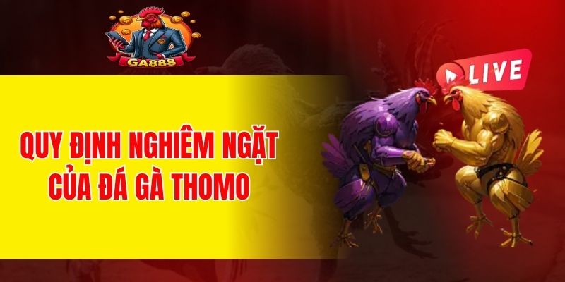Quy định nghiêm ngặt của đá gà thomo