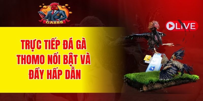 Trực tiếp đá gà Thomo nổi bật và đầy hấp dẫn